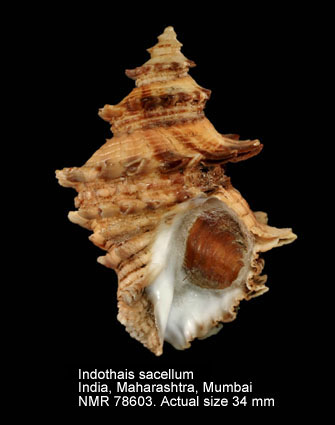 Indothais sacellum (4).jpg - Indothais sacellum(Gmelin,1791)
